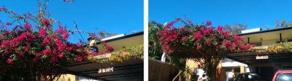 Pruning Bougainvillea